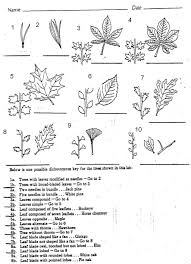 Dichotomous Keys Activity Dichotomous Key Life Science Lessons School Worksheets