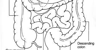 Small Intestine Diagram Simple Small Intestine Small Intestine Function Easy And Simple Small Intestine Intestines Anatomy Free Human Body Pharmacy Images