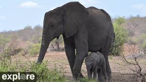 Africam Tembe Elephant Park Powered By Explore Org Youtube