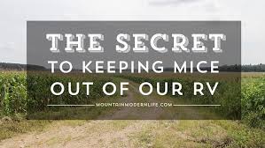 Before straightway jumping to how to keep mice out of rv, let us find how mice can threaten our health. The Secret To Keeping Mice Out Of Our Rv Mountainmodernlife Com