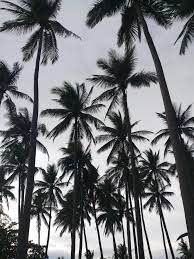 We did not find results for: Aesthetic White Palm Tree Wallpaper Novocom Top