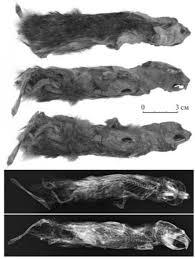 When diving into the water, they were. Russian Girl Discovers 40 000 Year Old Lemming From Ice Age The Moscow Times