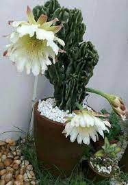 9 essential tips to know how often to water cactus plants. How Often To Water Cactus Indoors Flowersandflowerthings Cactus House Plants Blooming Cactus Cactus Plants