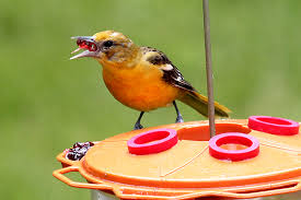 How to clean oriole feeders? Grape Jelly Eaters Back Yard Biology