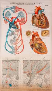 american frohse anatomical wallcharts plate 4 earth baby