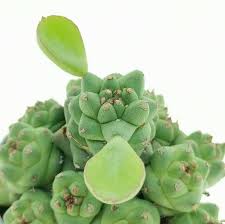 Image result for Monadenium rugosum