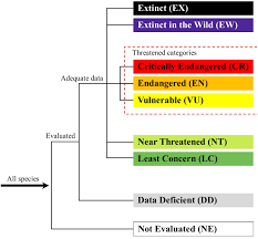 Image result for Pleioceras orientale