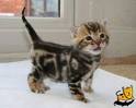 Bengal Kittens & Cats for Sale Near Me | Wild & Sweet Bengals