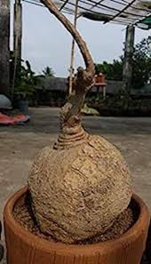 Image result for Pyrenacantha