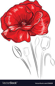 Red Poppy Flower Vector Image On Vectorstock In 2020 Flower Drawing Poppy Flower Drawing Poppy Drawing