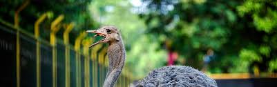 What does burung unta mean in english? Ostrich Taman Margasatwa Ragunantaman Margasatwa Ragunan