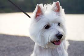 Maybe you would like to learn more about one of these? Top 18 Dog Breeds With Pointy Ears Aka Bat Ears W Pics