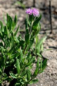 Image result for Vernonia galpinii