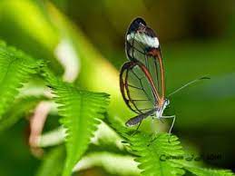 Cultura Guarani Panambi Mariposas Panambi Mariposas Cultura