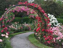 Rose Garden Path Rose Garden Design Garden Arches Garden Arbor