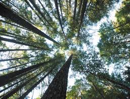 Forest sub indo ini berkisahkan tentang pria yang bekerja sebagai penyelamat khusus di tim 119, ia bernama kang san hyeok diperankan aktor park hae jin. Dendrology The Community Of Trees Nature