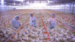 Contract Growing - Bounty Agro Ventures, Inc. (Bavi)