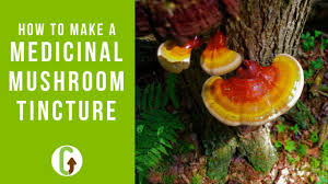 Medicinal Mushrooms The Complete Guide Grocycle