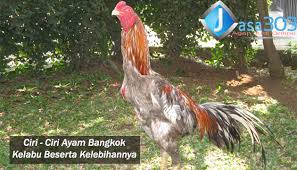 Pin Di Sabung Ayam Online