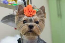 pin on yorkshire terrier 3