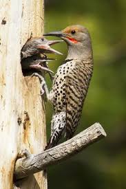 Distinguish from other cormorants by. 22 Birds Of Washington Ideas Birds Pet Birds Identifying Birds