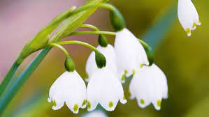 Snowdrops And Snowflakes Winter Flowers Bulb Flowers Winter Wedding Flowers