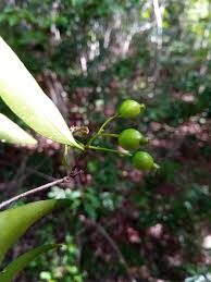 Image result for Coptosperma rhodesiacum