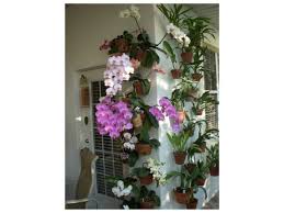 Feel free to browse our web site and let us know if there is anything we can bring for you. Patio Wall With Phalenopsis Orchids Hung With Hangapot Hangers Hanging Flower Pots Flower Pole Hanging Orchid