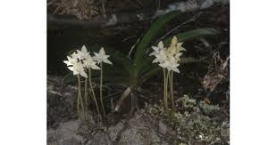 Image result for Rangaeris muscicola