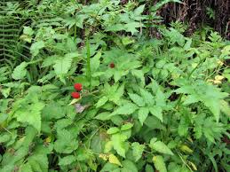 Image result for Rubus rosifolius