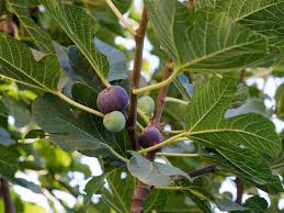The jackfruit (scientific name artocarpus heterophyllus), is called the jack tree, and is a species related to the fig, mulberry, and breadfruit family. Fig Tree Diaco S Garden Nursery And Garden Centre