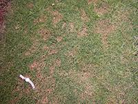 Bermuda grass is susceptible to a variety of fungal diseases including brown patch, dollar spot, leaf spot, phythium, fairy rings, and spring dead spot. Dollar Spot Of Turfgrass