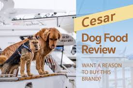 Cesar Dog Food Review Want A Reason To Buy This Brand