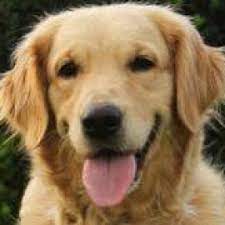 Golden Retriever Rescue Of Mid Florida Other Downtown Tampa Tampa
