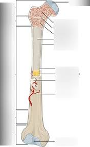 Mature bone cells found within the matrix in tiny cavities called lacunae. Hbs Bone Diagram Diagram Quizlet
