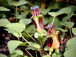 Image result for Lysimachia tenuicaulis