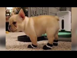 All english bulldog puppy photos and videos on this website are puppies bred by brenglora bulldogs. Funniest Cutest French Bulldog Puppies Videos Compilation 2017 Funny Bulldog Compilation 238 Y French Bulldog Puppies Bulldog Puppies French Bulldog Dog