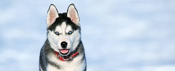 Hierfür sollte ihm eine hundebox zur. Husky Welpen Wirklich Alles Was Du Uber Sie Wissen Musst