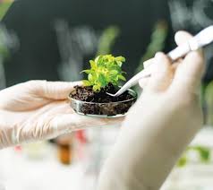 To identify a plant you simply need to simply snap a photo of the plant, and the app will tell you what it is in a matter of seconds! Plant Identification App Development 3 Lessons From Plant Snap