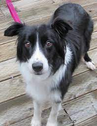 Juno and zephyr puppies arrived july 5, 2019! Bend Or Border Collie Meet Nelly A Pet For Adoption