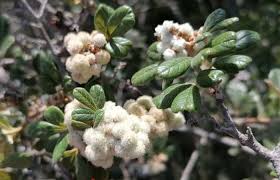 Image result for Searsia acuminatissima