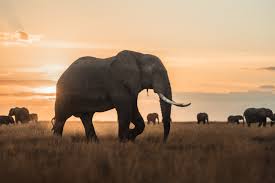 Elephants are intelligent, social and complex animals—and meeting all of their care requirements is a jumbo task. Tenboma Wildlife Security Africa Ifaw