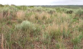 Image result for Sporobolus agrostoides