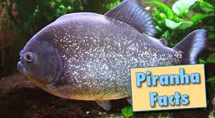 Piranha Facts Information With Pictures Video