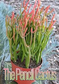 The succulent variety is native to southern africa but grows in warm regions around the globe. The Pencil Cactus How To Grow Euphorbia Tirucalli At Home