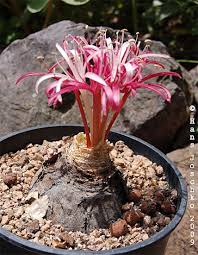 Image result for Ammocharis