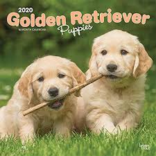The parents have had their (prelim and/or final) tests done on heart, eyes, hips and elbows! Buy Golden Retriever Puppies 2020 12 X 12 Inch Monthly Square Wall Calendar Animals Dog Breeds Golden Puppies Calendar Wall Calendar July 1 2019 Online In Indonesia 1975407490