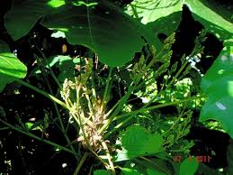 Image result for Macaranga capensis