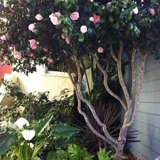 Camellia Trained To A Nice Tree Shape Moving Plants Camellia Tree Camelia Tree