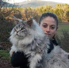 aslana benzeyen kedi